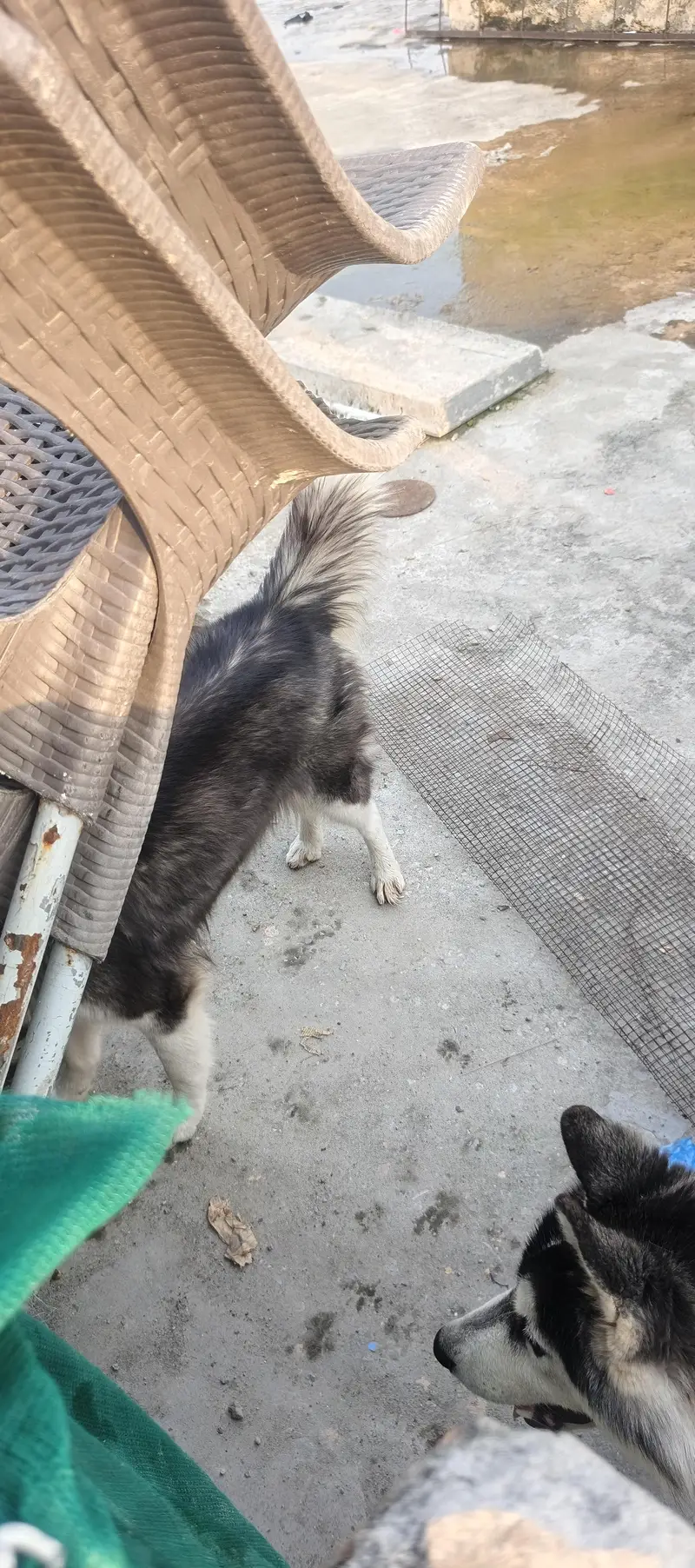 Siberian husky — photo 3