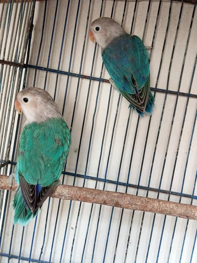Love birds for sell three different colors shades