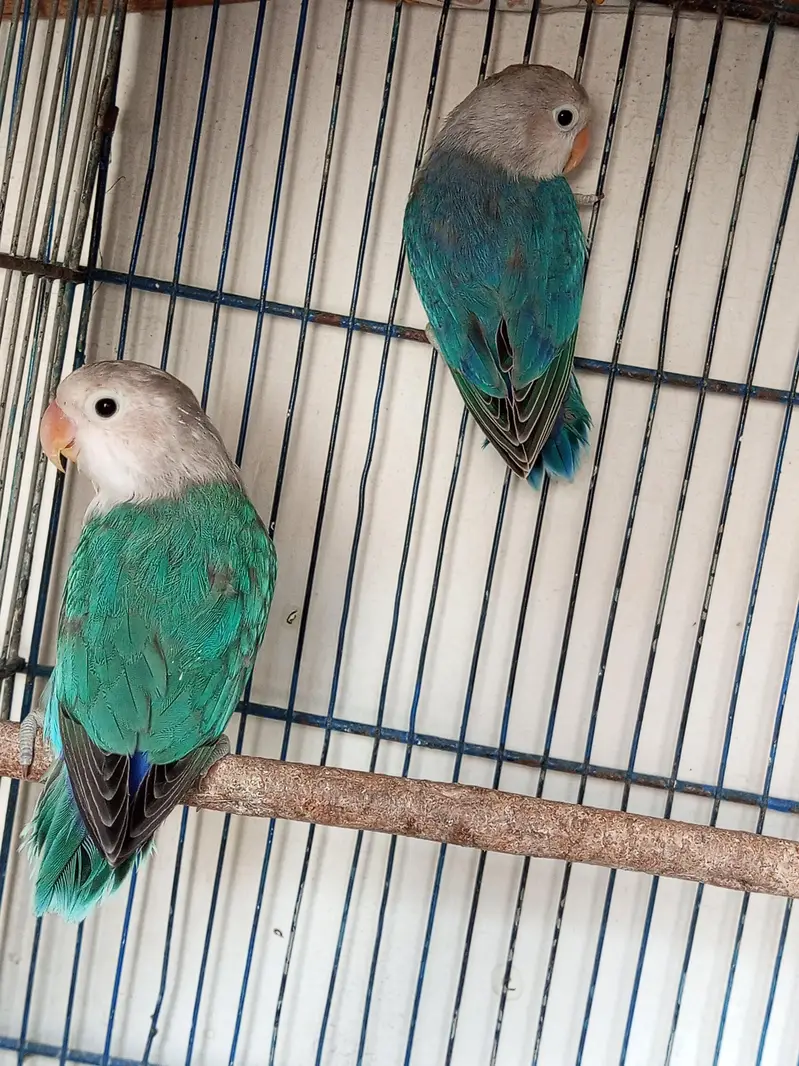 Love birds for sell three different colors shades — photo 2