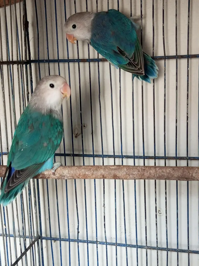 Love birds for sell three different colors shades — photo 3