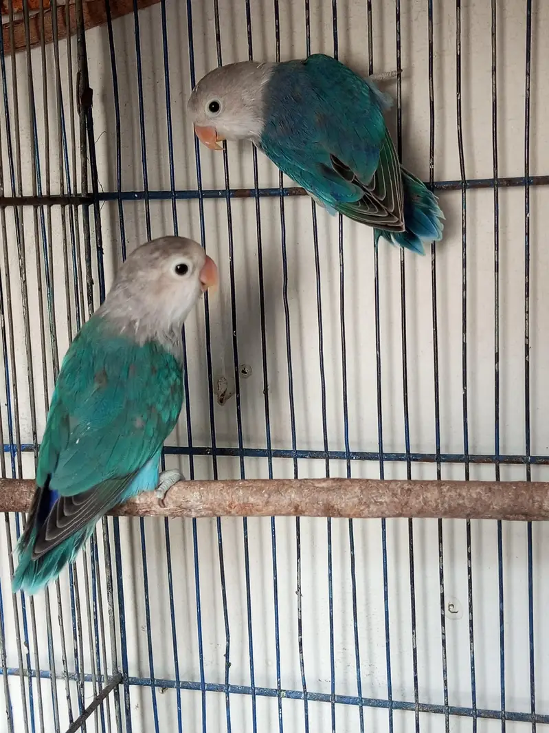 Love birds for sell three different colors shades — photo 4