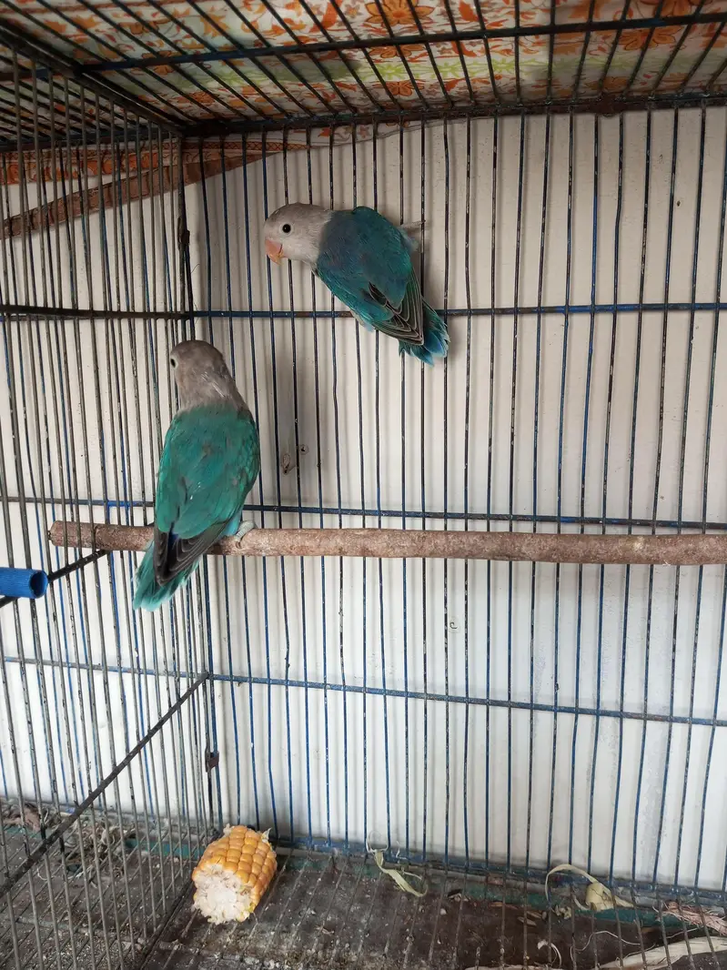 Love birds for sell three different colors shades — photo 5