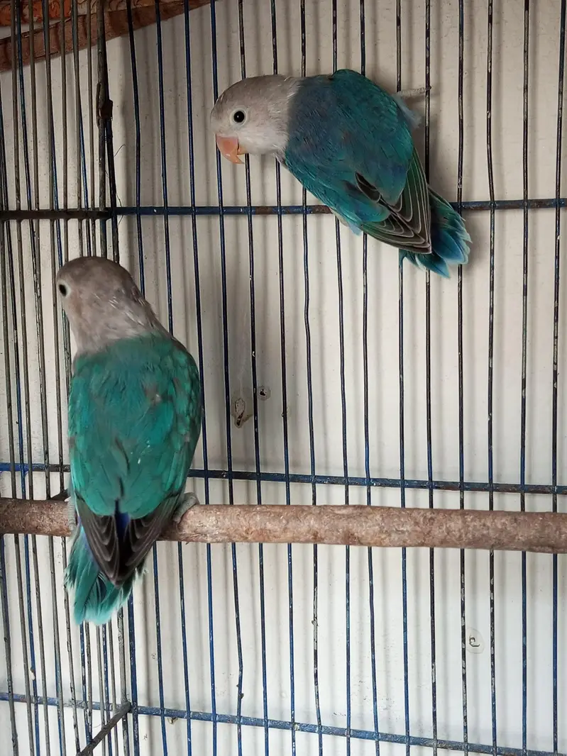 Love birds for sell three different colors shades — photo 6