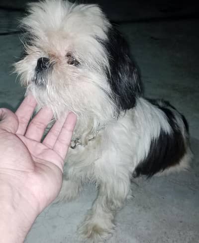 Shihtzu show class female