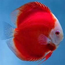 Red Melon Discus Fish