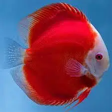 Red Melon Discus Fish