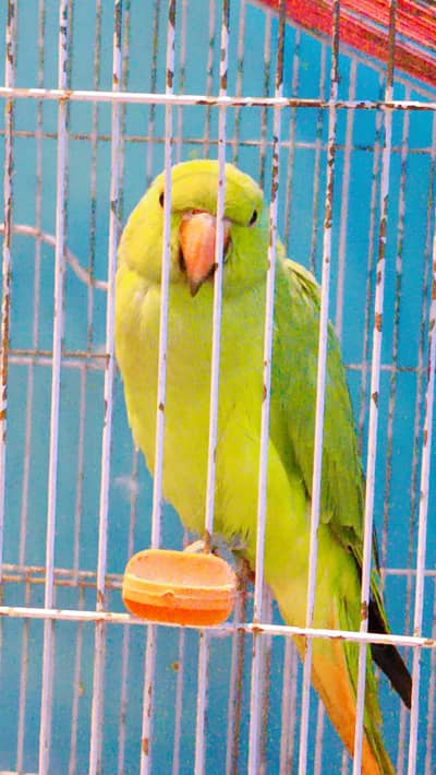 healthy active green parrot
