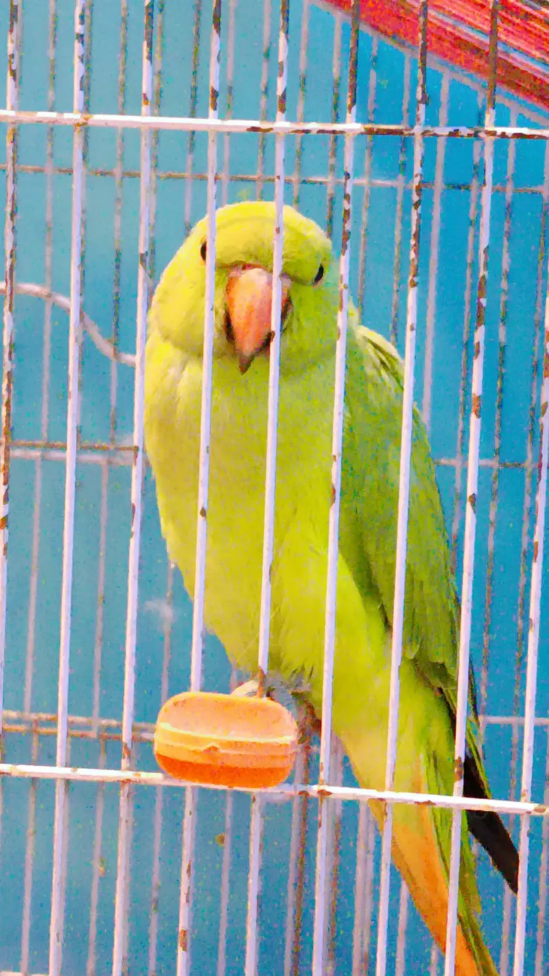 healthy active green parrot