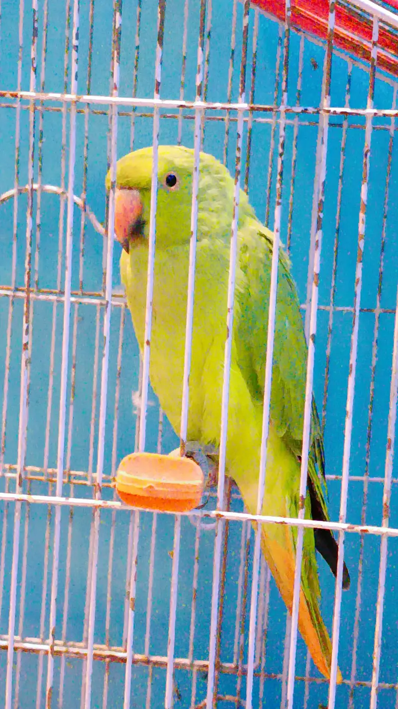 healthy active green parrot — photo 2