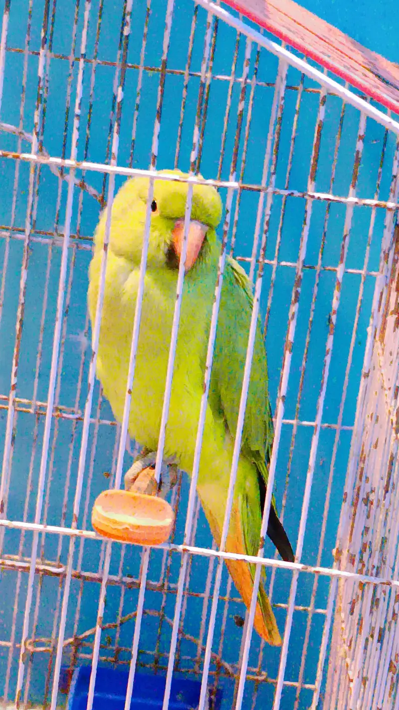 healthy active green parrot — photo 3