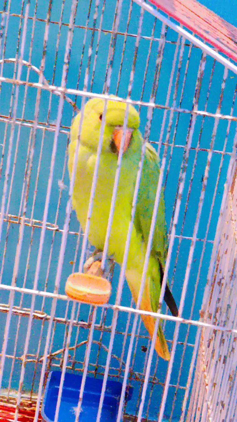 healthy active green parrot — photo 4