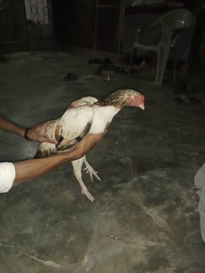 boht he achi Madi hai kante wali 03153631423