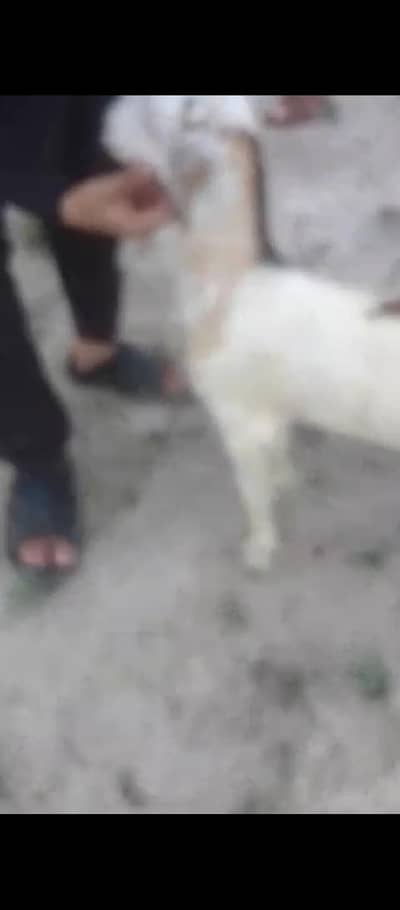 teddy  abluck male breeder bacha