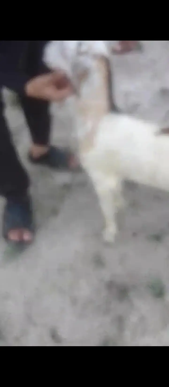 teddy  abluck male breeder bacha