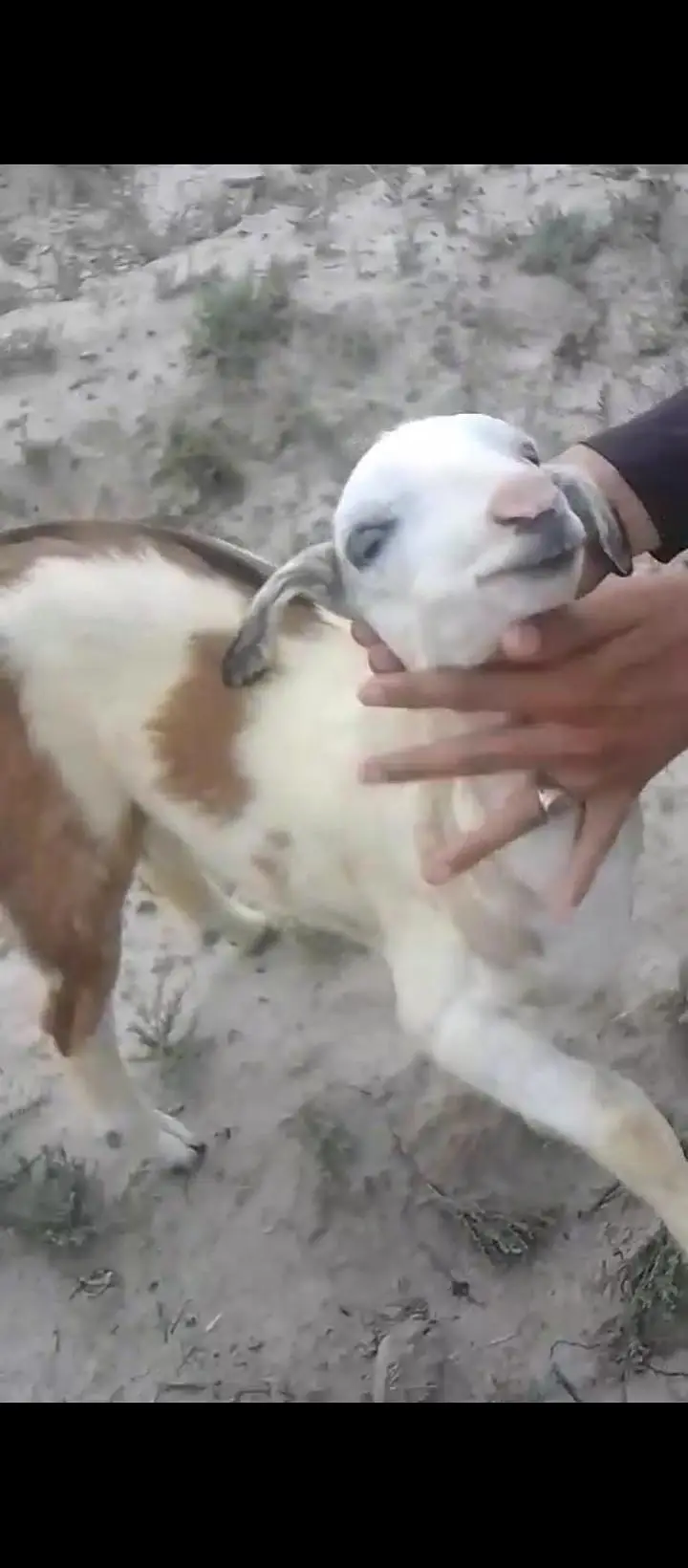 teddy  abluck male breeder bacha — photo 2