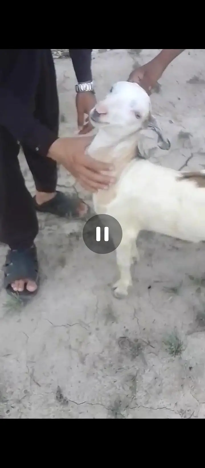teddy  abluck male breeder bacha — photo 3