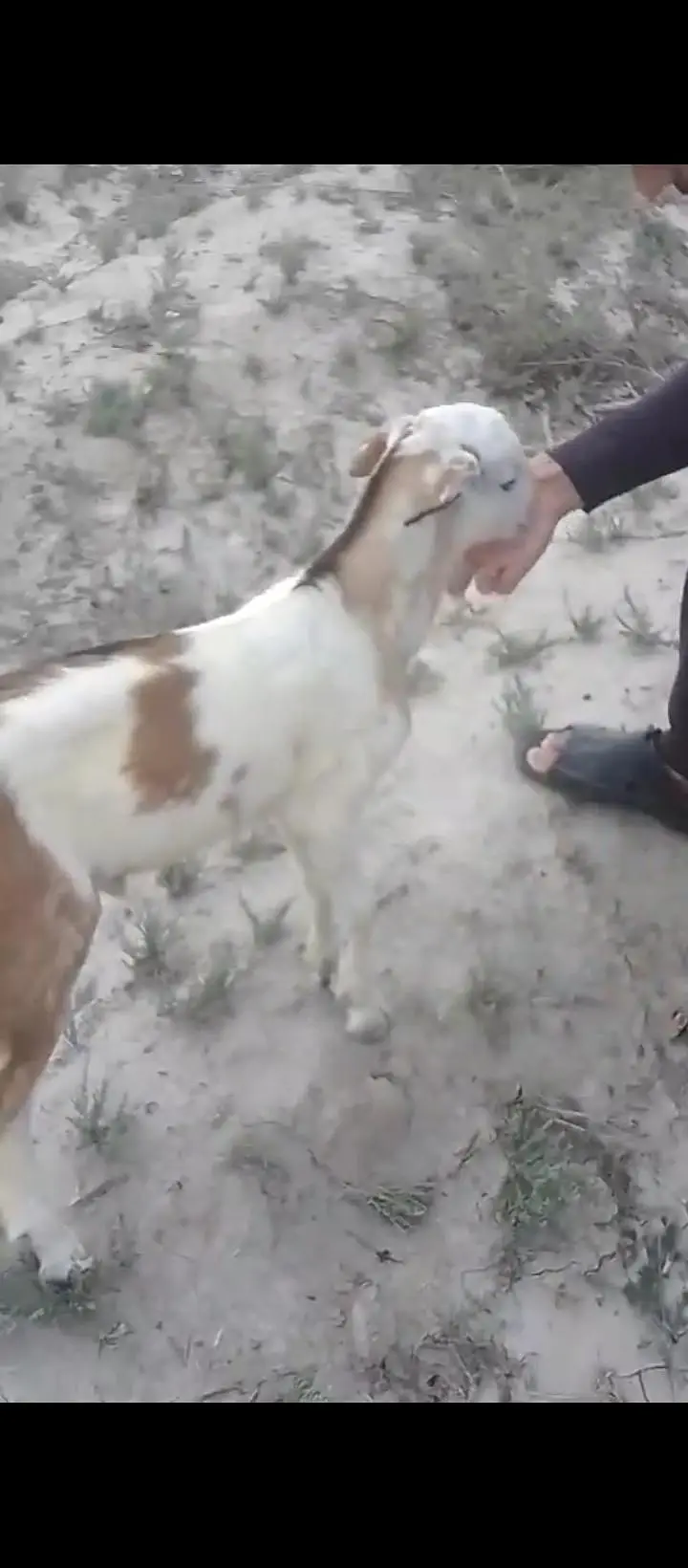 teddy  abluck male breeder bacha — photo 4
