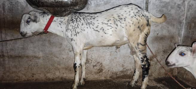 berbari male for sale