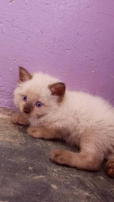 Himalayan kittens