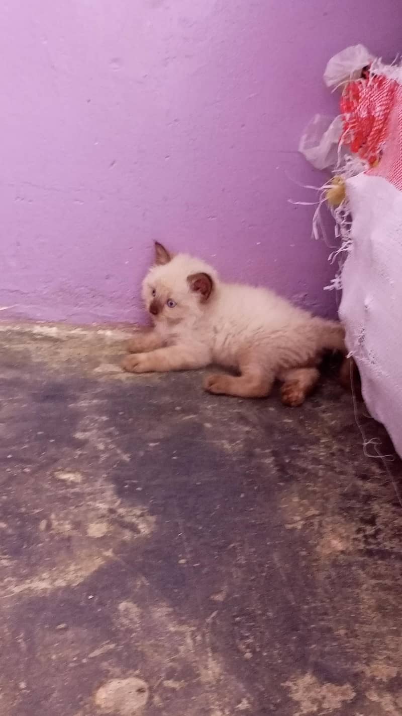 Himalayan kittens 1