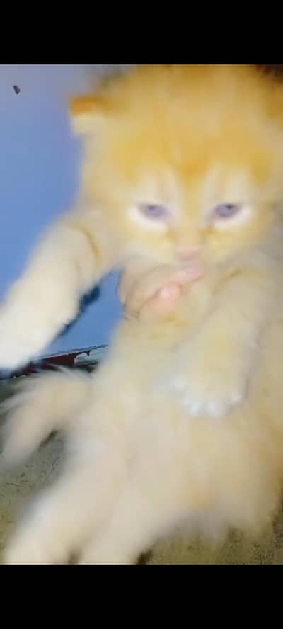 punch face