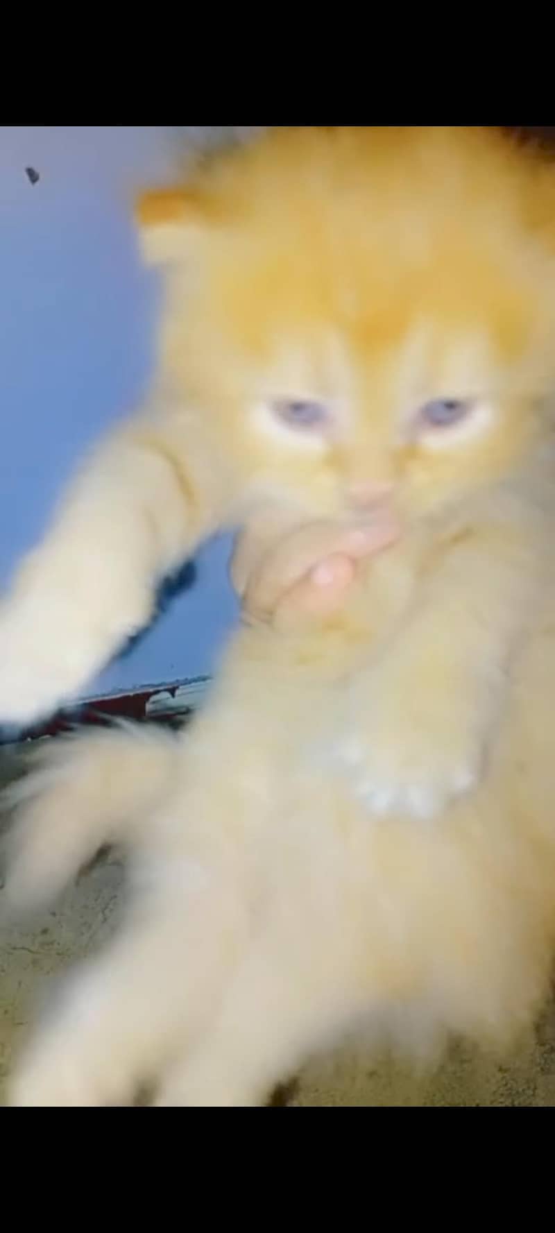 punch face 0