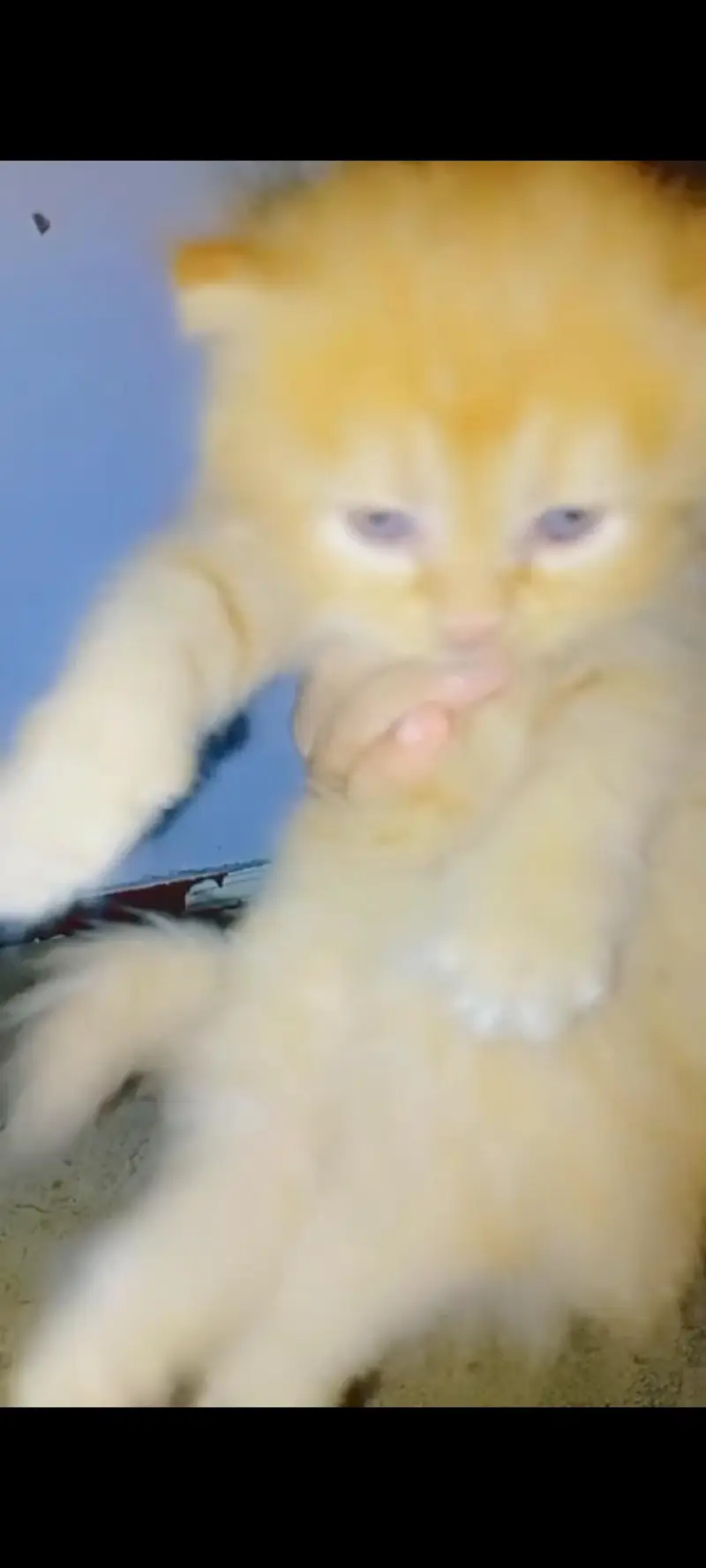 punch face
