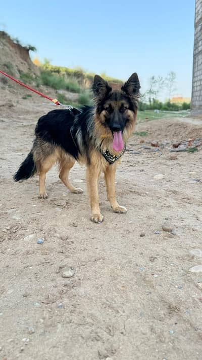 German shepherd Male Dog
