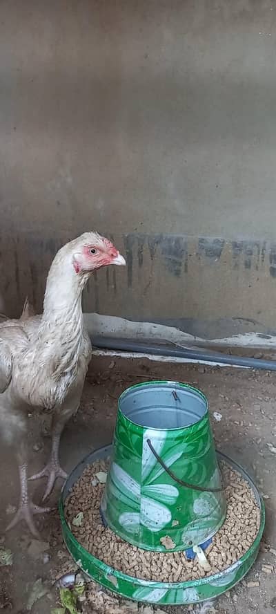 Urgent sale! Hera pair