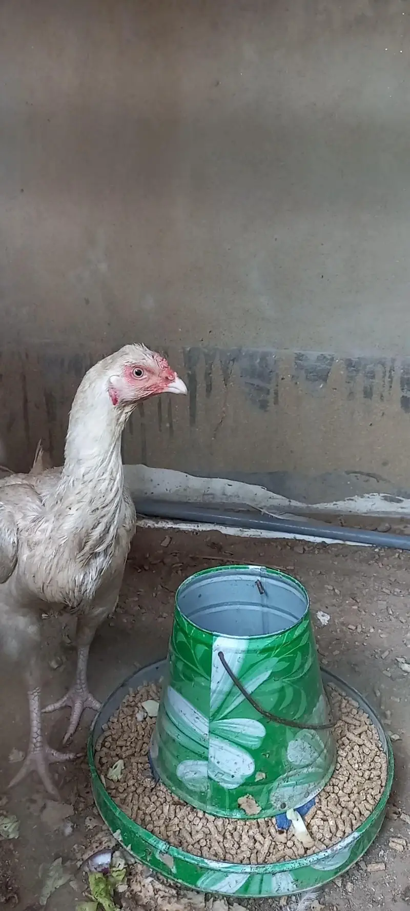 Urgent sale! Hera pair