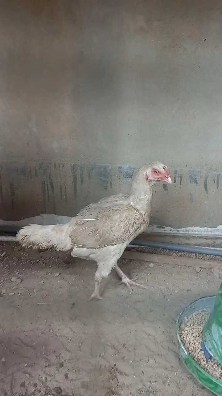 Urgent sale! Hera pair — photo 3