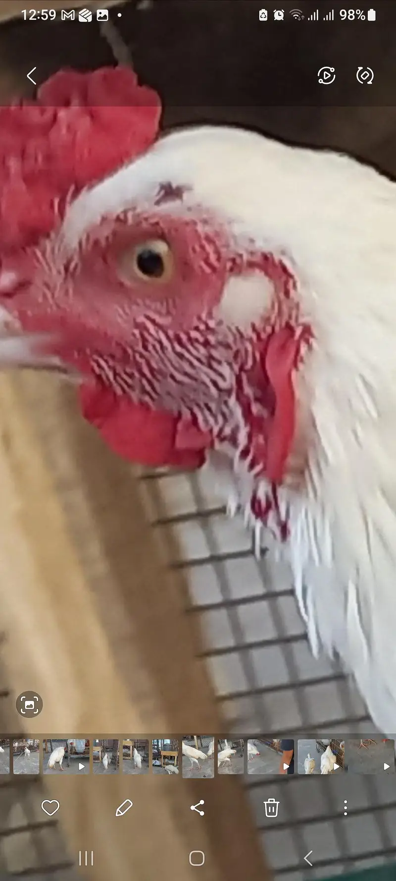 Urgent sale! Hera pair — photo 4