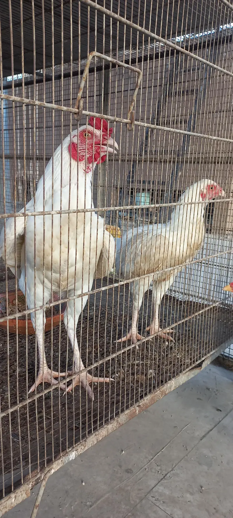 Urgent sale! Hera pair — photo 5