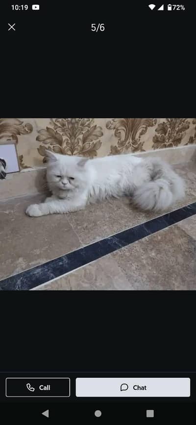 Persian male cat