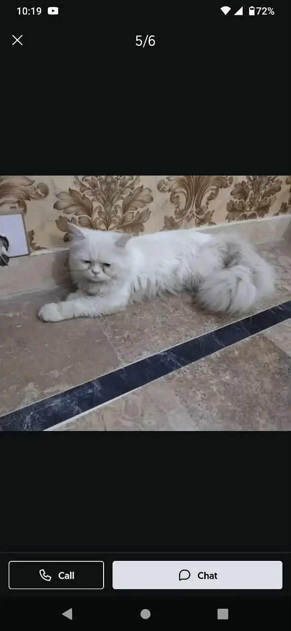 Persian male cat