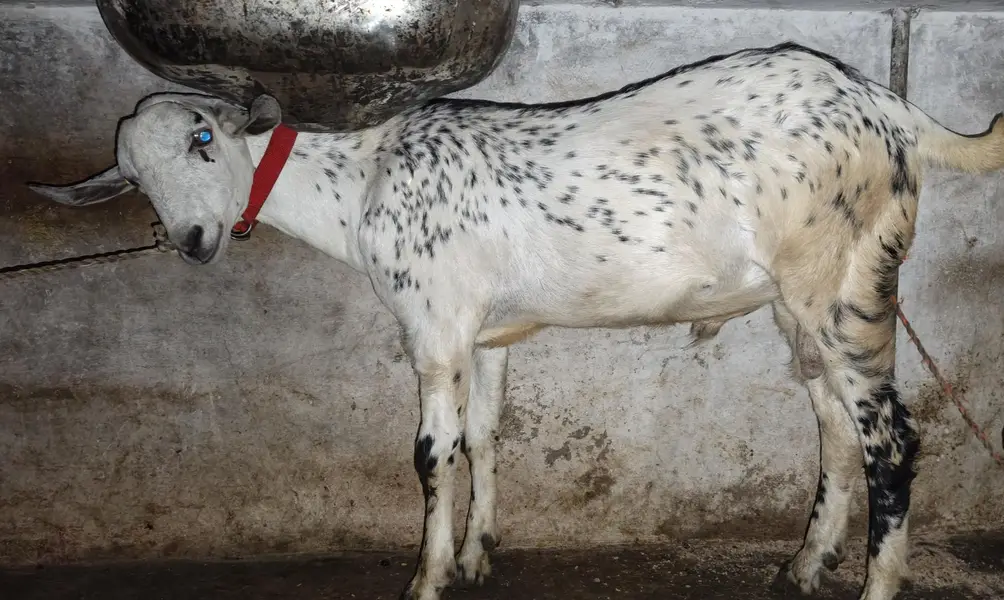bakra for sale pure berberi mundda