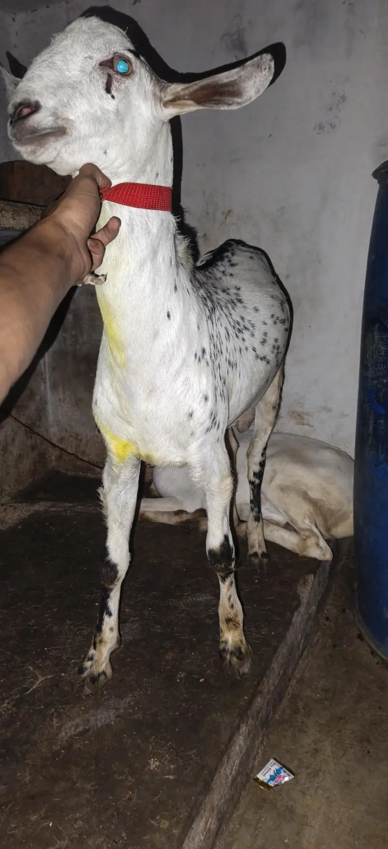 bakra for sale pure berberi mundda — photo 2