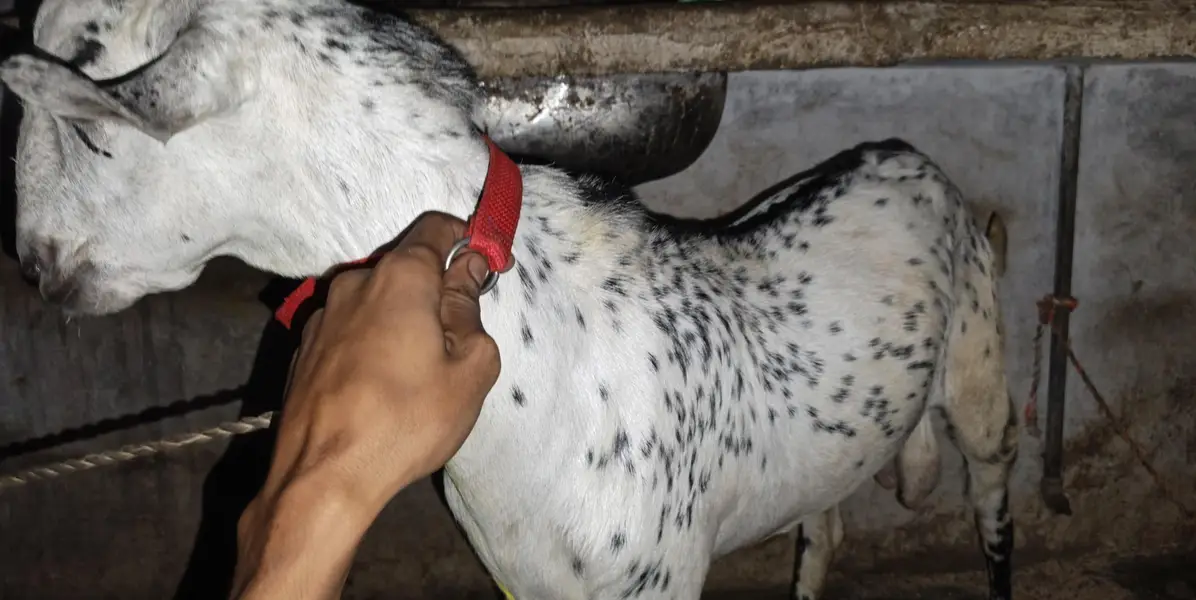 bakra for sale pure berberi mundda — photo 3