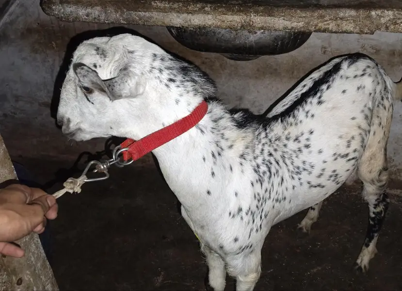 bakra for sale pure berberi mundda — photo 4
