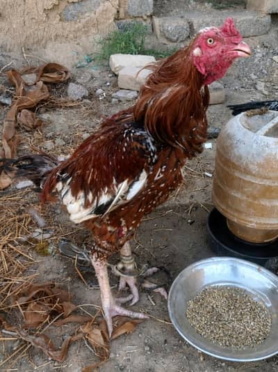Aseel Pair For Sale