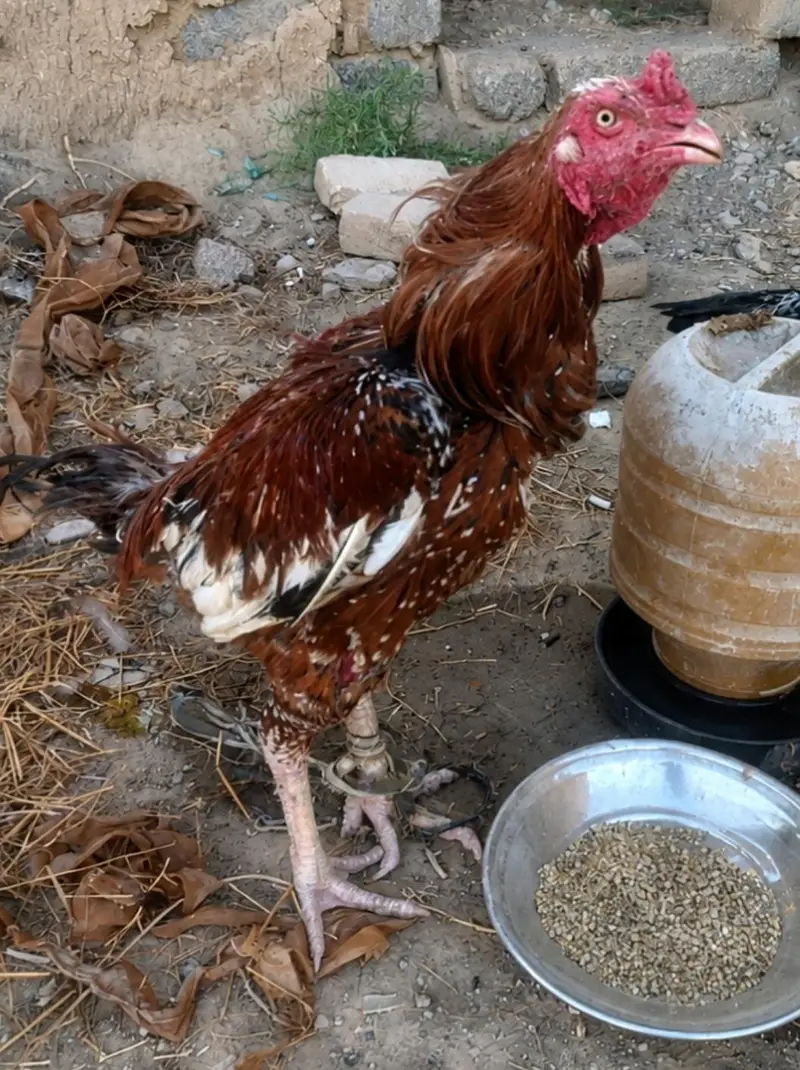 Aseel Pair For Sale