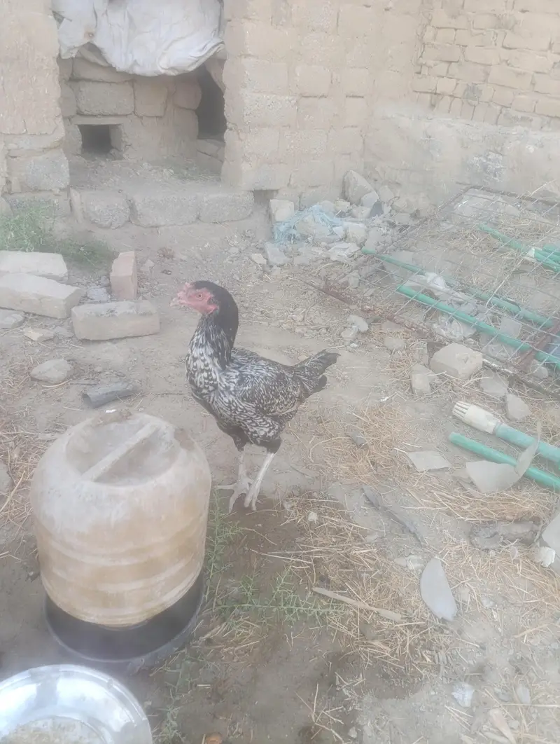 Aseel Pair For Sale — photo 2