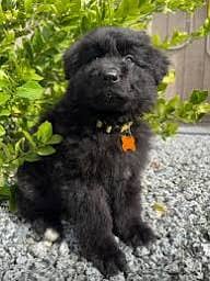 Black German shepherd puppies for sale