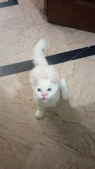 Persian Cat