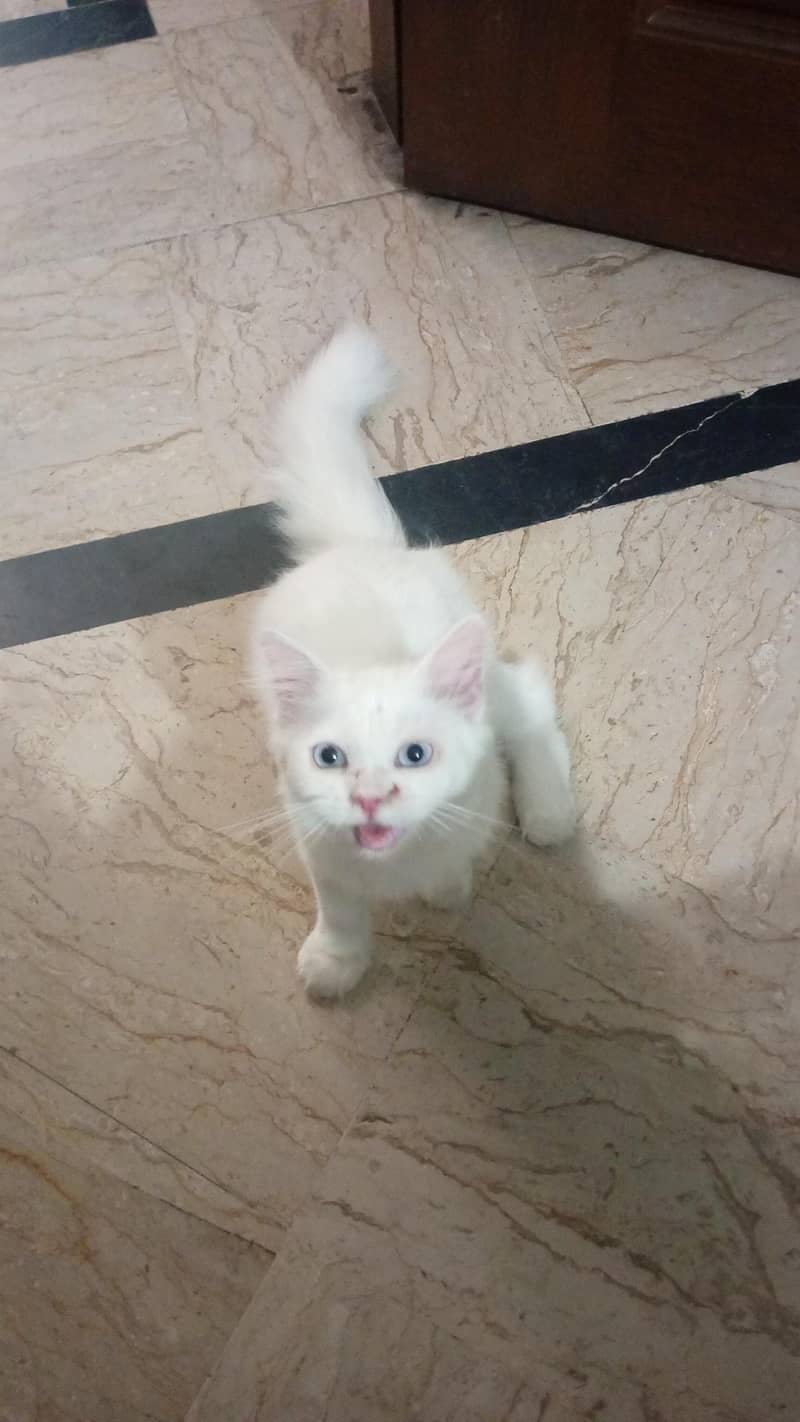Persian Cat 0