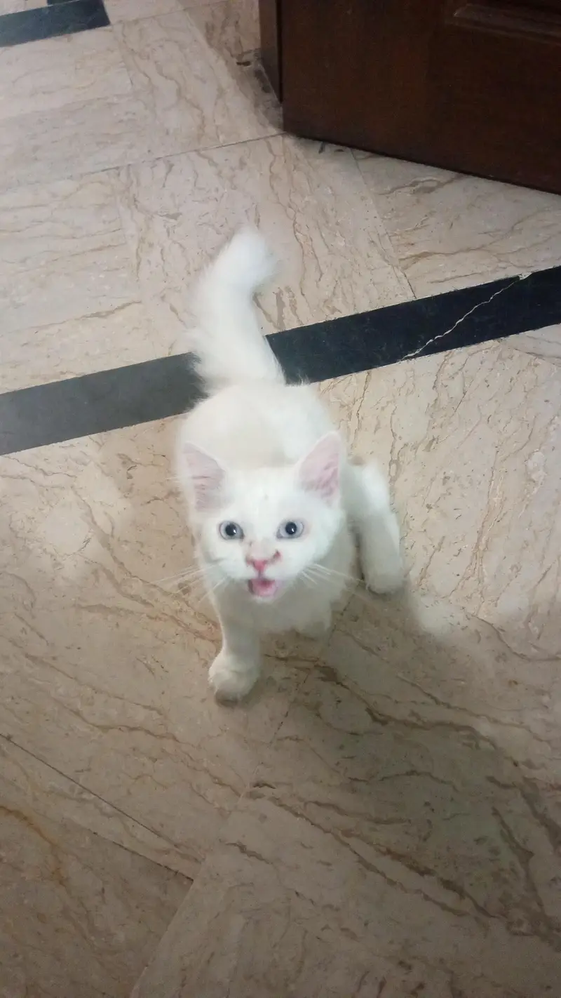 Persian Cat
