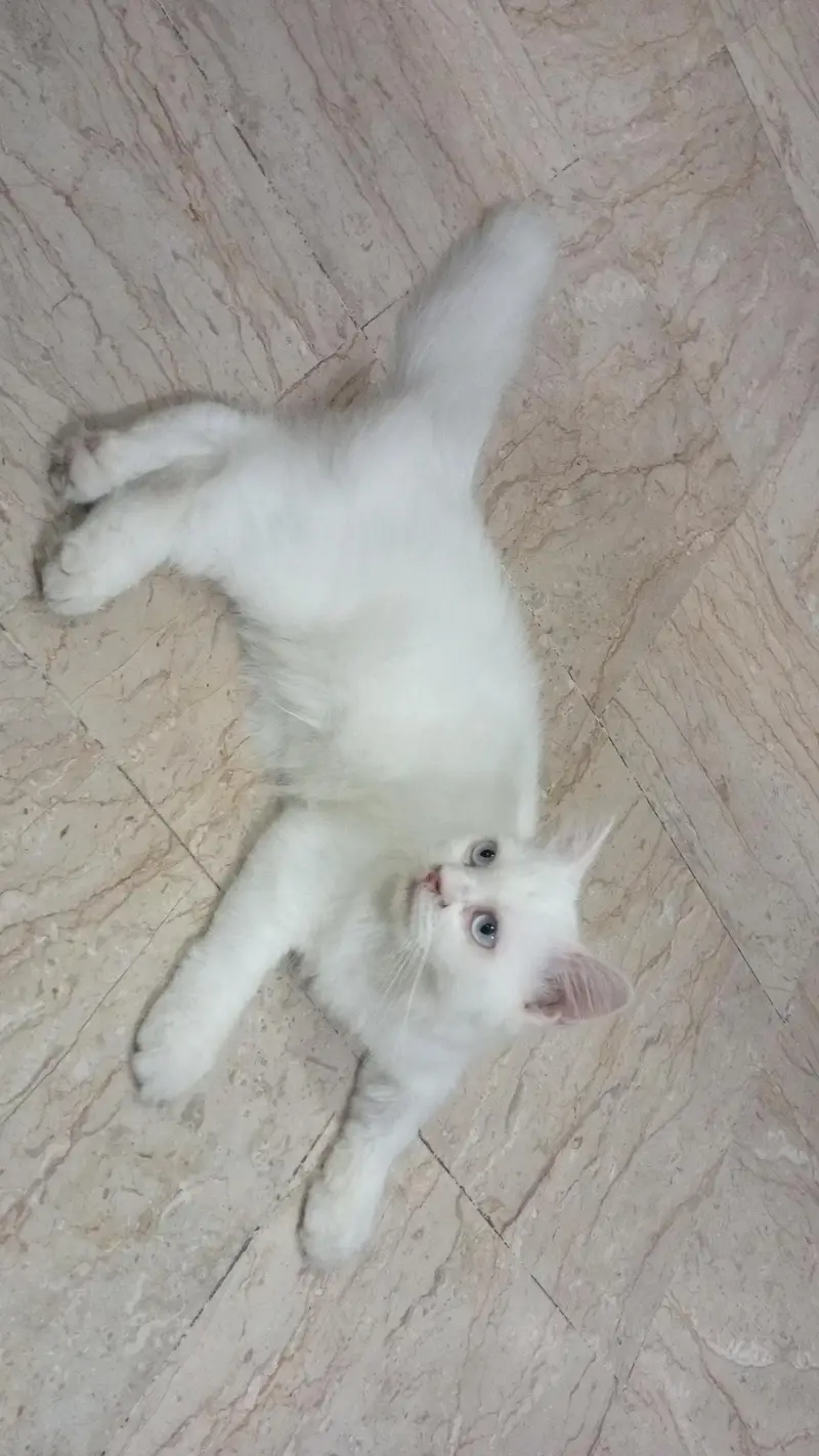 Persian Cat — photo 2