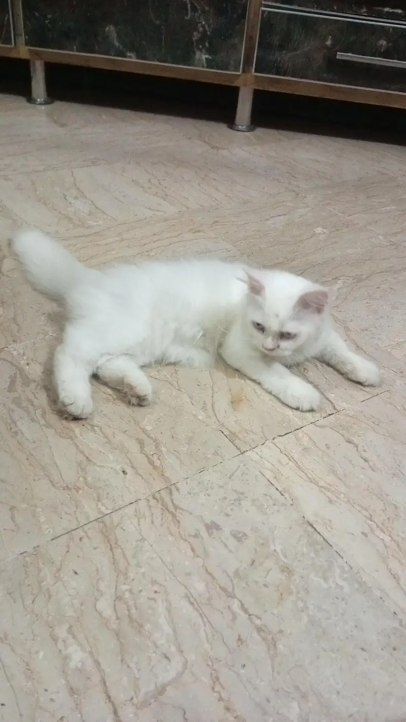 Persian Cat — photo 3