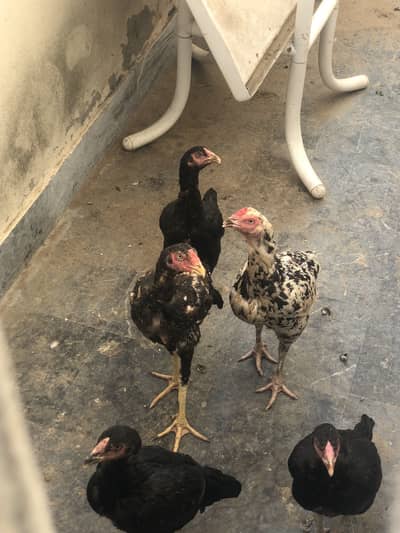 Aseel female male chicks