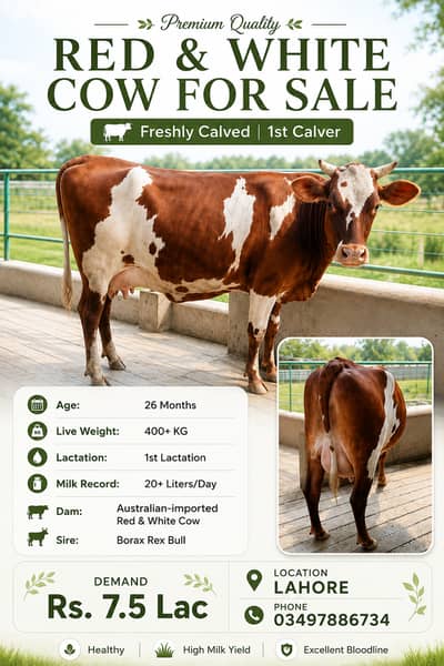 Milking Cows for sale | Pure HF | Freshly Calved